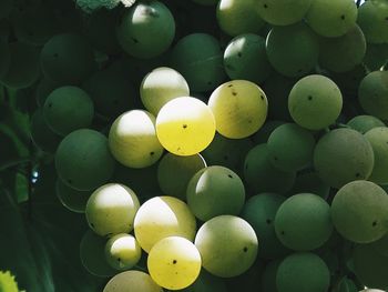 Close-up of grapes