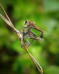 Close-up of insect on plant