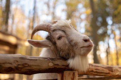 Close-up of goat on tree