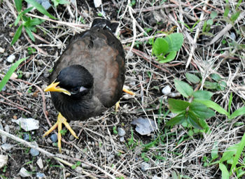 High angle view of bird on field