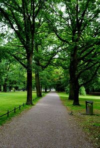Empty footpath amidst trees in park