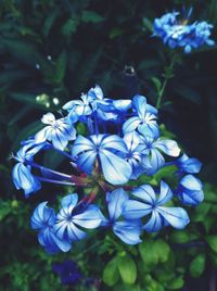 Close-up of blue flowering plant