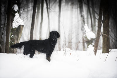 Black dog on snow covered land