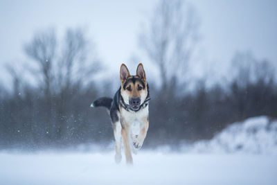 Dog running on snow covered land