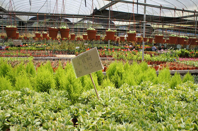 Plants growing in greenhouse