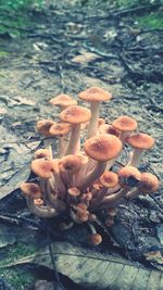 Close-up of mushrooms