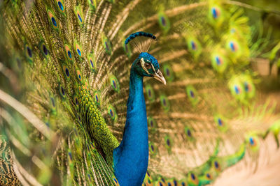 High angle view of peacock