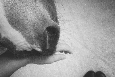 Extreme close up of horse snuggling a hand