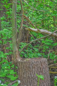 Close-up of tree trunk in forest