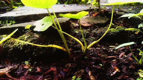 plant