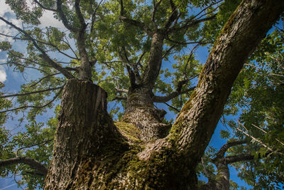 Low angle view of trees against sky