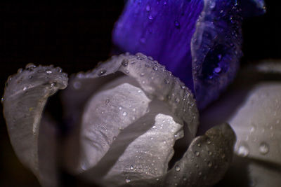 Close-up of wet purple flower