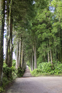 Footpath amidst trees in forest