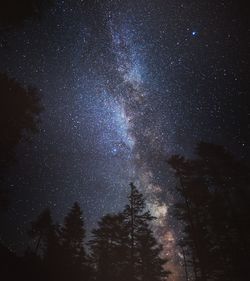 Low angle view of trees against sky at night