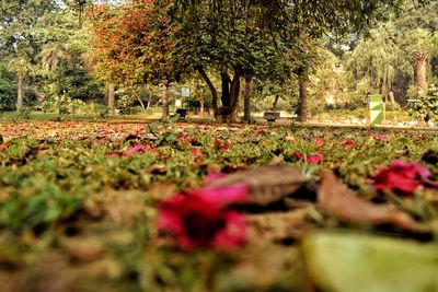 Plants and trees in park