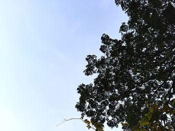 Low angle view of trees against clear sky