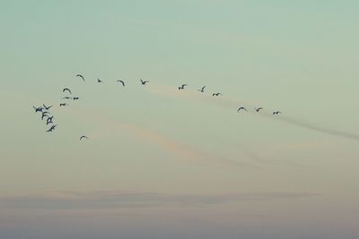 Low angle view of birds flying against sky