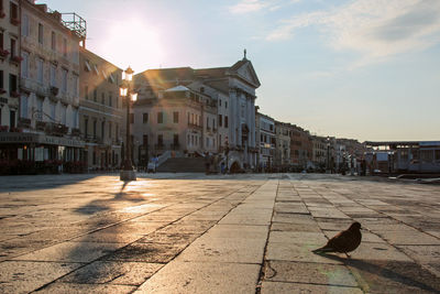 Pigeon on footpath at st marks square