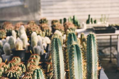 Close-up of succulent plant