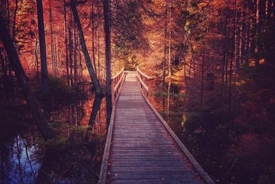 Footpath amidst trees in forest