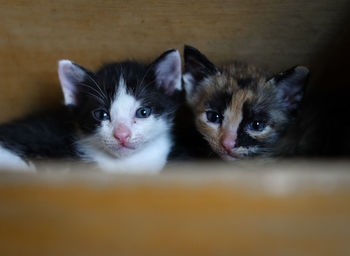 Portrait of cat with kitten