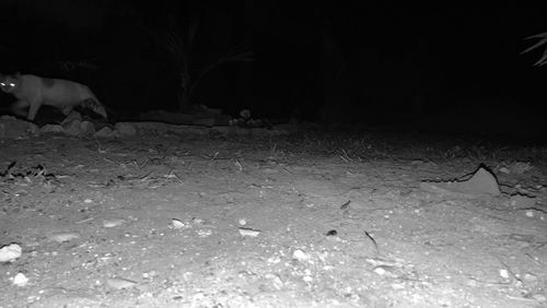 Flock of sheep on sand