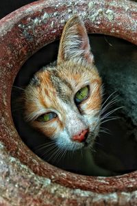 Close-up portrait of cat in pot