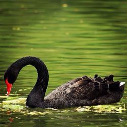 Swan swimming in lake