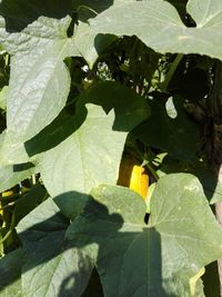 Close-up of fruit on plant