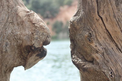 Close-up of tree trunk