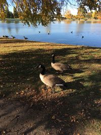 Swan on lake