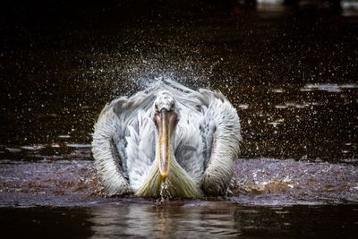 Man swimming in water at night