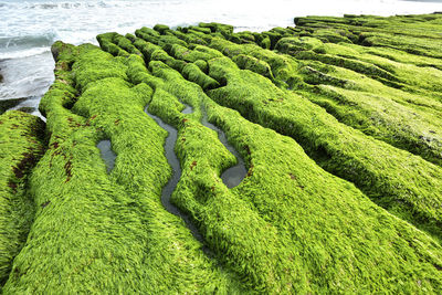 High angle view of leaf on land