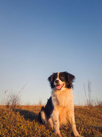 Vertical portrait of a smiling border collie dog posing happy, open mouth expression, sitting.