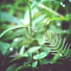 Close-up of water drops on plant leaves