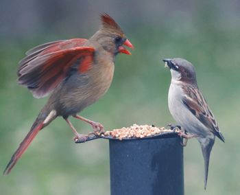 Close-up of birds perching on leaf