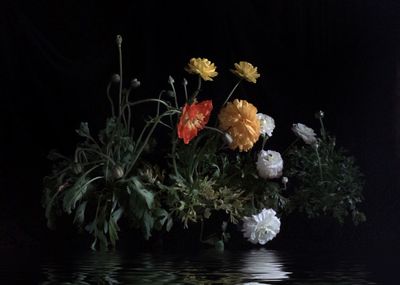 Close-up of flowers