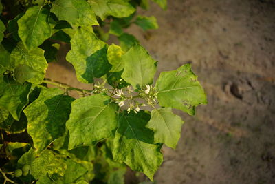 High angle view of green plant on land