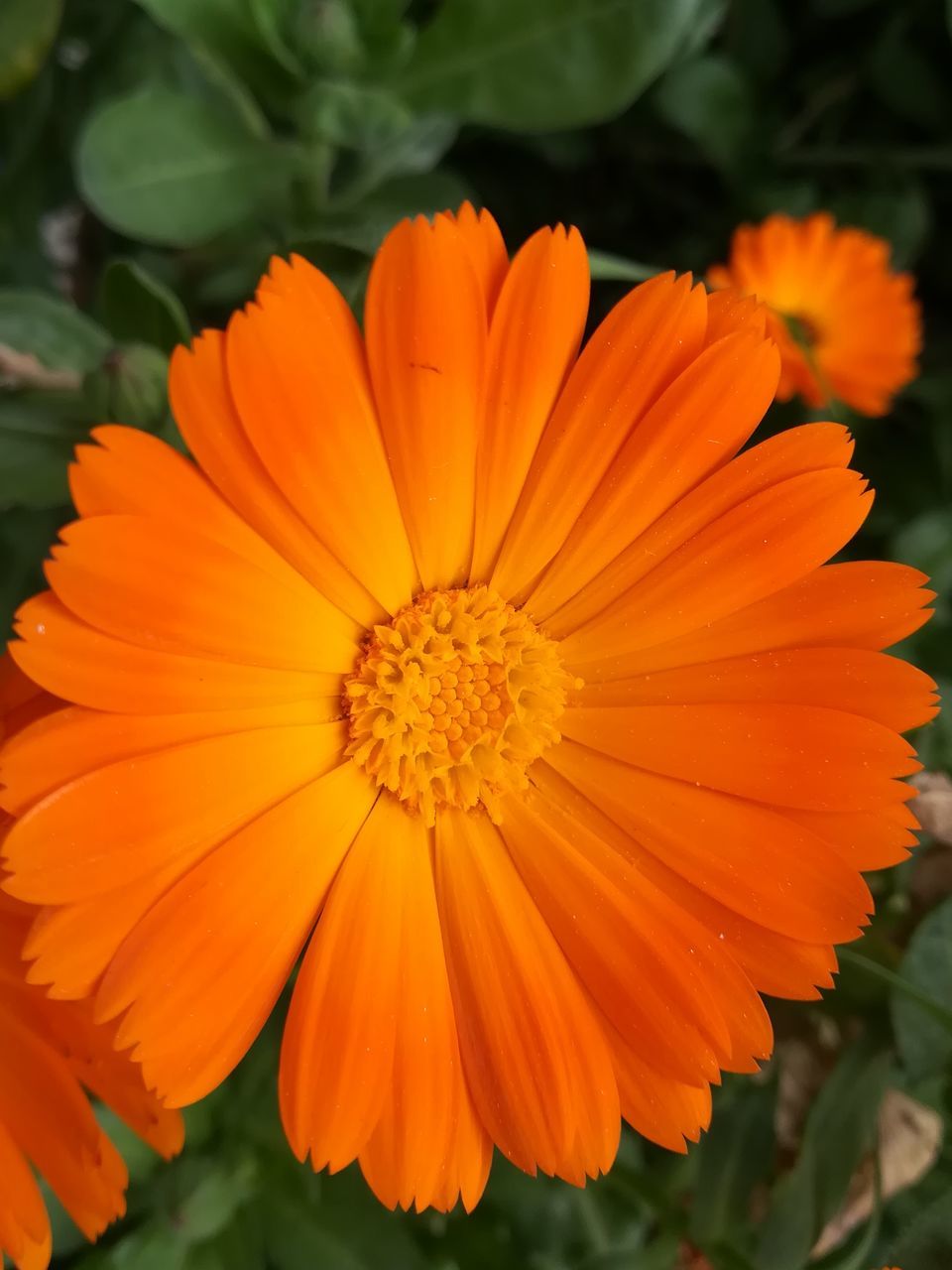 flowering plant, flower, petal, flower head, inflorescence, fragility, vulnerability, freshness, plant, beauty in nature, orange color, close-up, growth, pollen, focus on foreground, nature, yellow, day, no people, gazania, orange