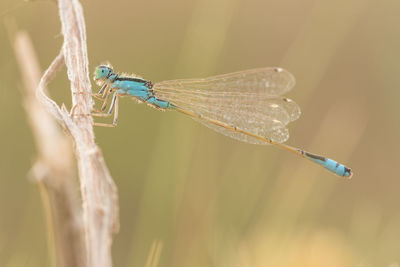 Close-up of dragonfly