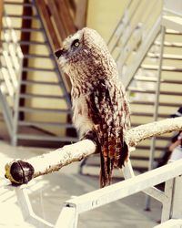 Close-up of owl perching on floor