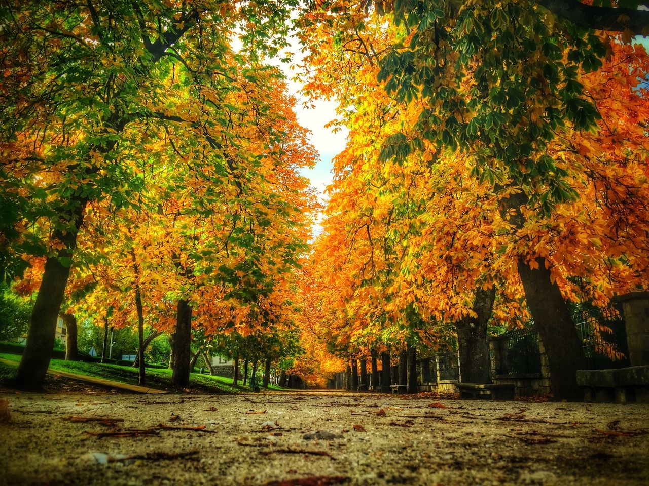 autumn, tree, change, season, orange color, yellow, tranquility, beauty in nature, growth, nature, branch, tranquil scene, scenics, leaf, park - man made space, outdoors, day, no people, sunlight, field