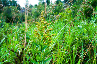 View of plants