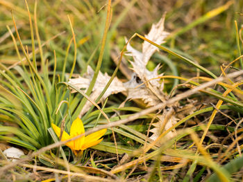 Close-up of insect on plant at field