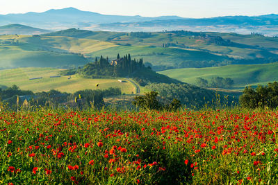 Scenic view of flowering field and mountains