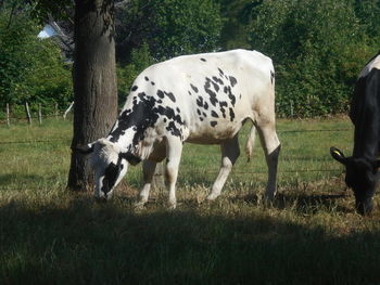 mammal