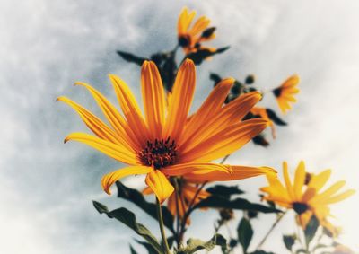 Close-up of yellow flower against white background