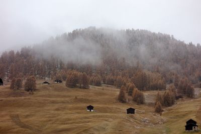 Trees on field against sky during winter