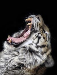 Side view of tiger growling against black background