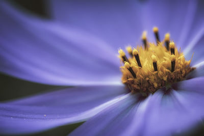 Macro shot of purple flowering plant